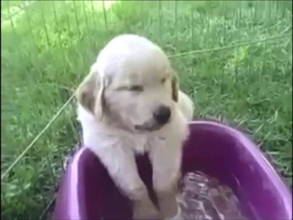 Funny Sleepy Animals