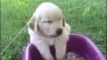 Funny Sleepy Animals