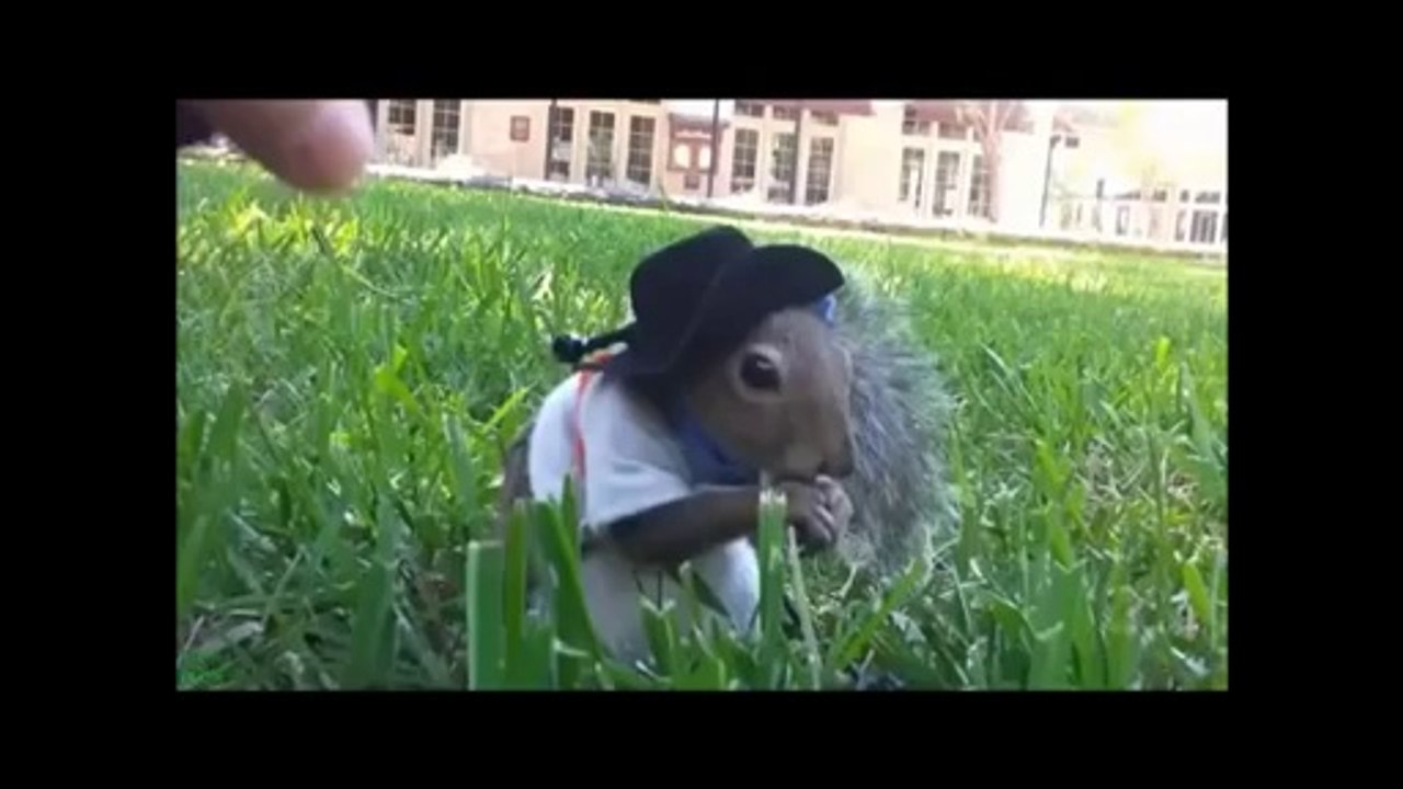 FUNNY ANIMALS COMPILATION