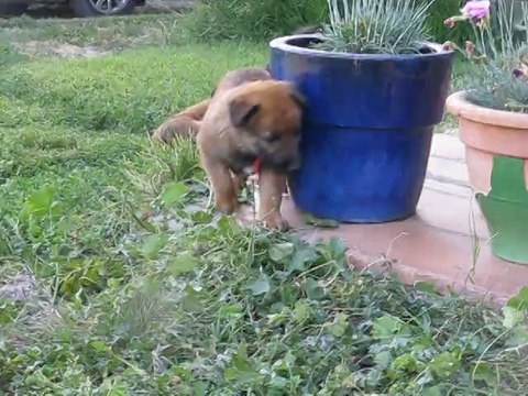 Chiot berger belge Laekenois âgé de 5 semaines collier vert