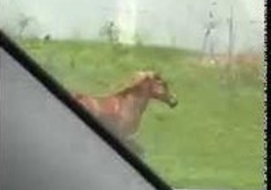 Horse Causes Problems on the Interstate