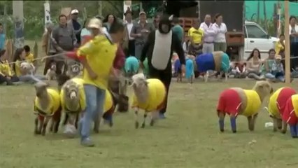 Un Mondial des moutons oppose la Colombie au Brésil, dix jours avant le vrai Mondial