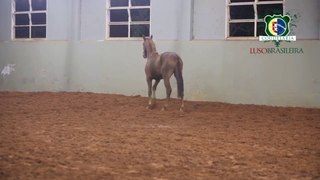 Cavalo Lusitano - Independencia IGS - Coudelaria Lusobrasileira