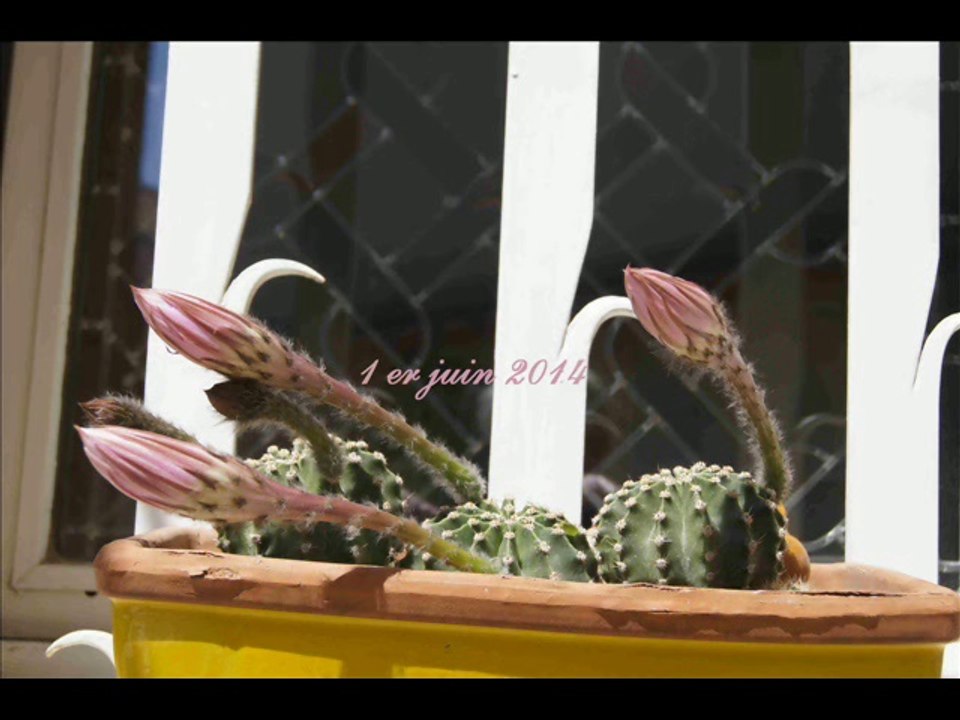 fleurs 2eme version c