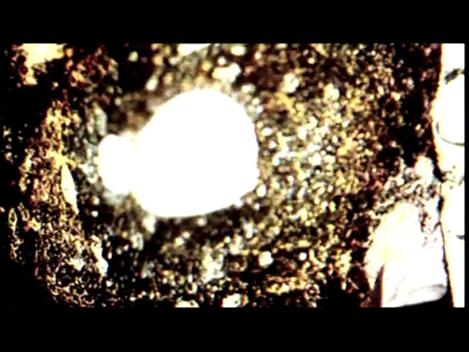 Hayrola (Hande Yener)