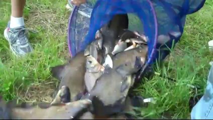 JOURNEE DECOUVERTE DE LA PECHE AU CHATEAU DE LA CHASSE