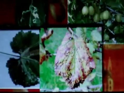 Правда про Кока-колу