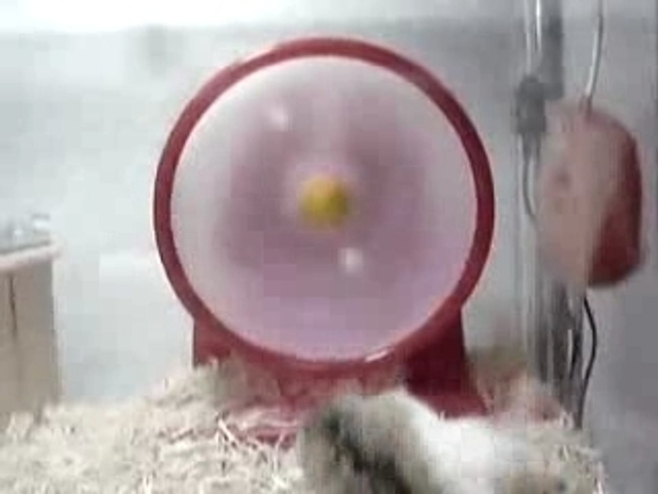 Hamster marrant