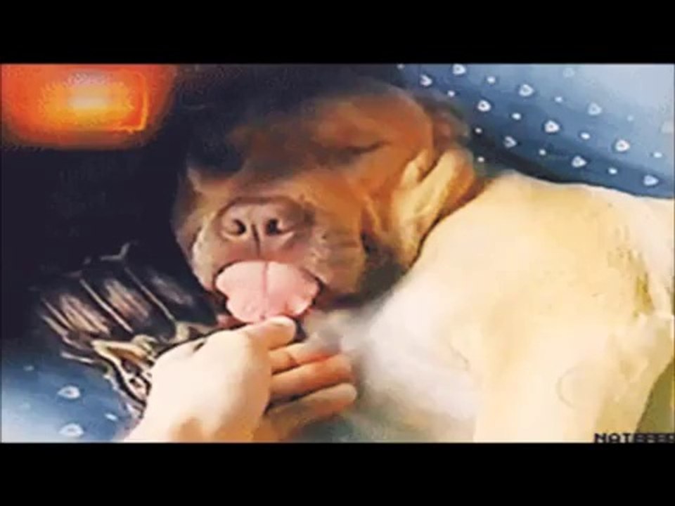 FUNNY VIDEOS OF VINES - NEW FUNNY VIDEOS OF ANIMAL VINES - YouTube