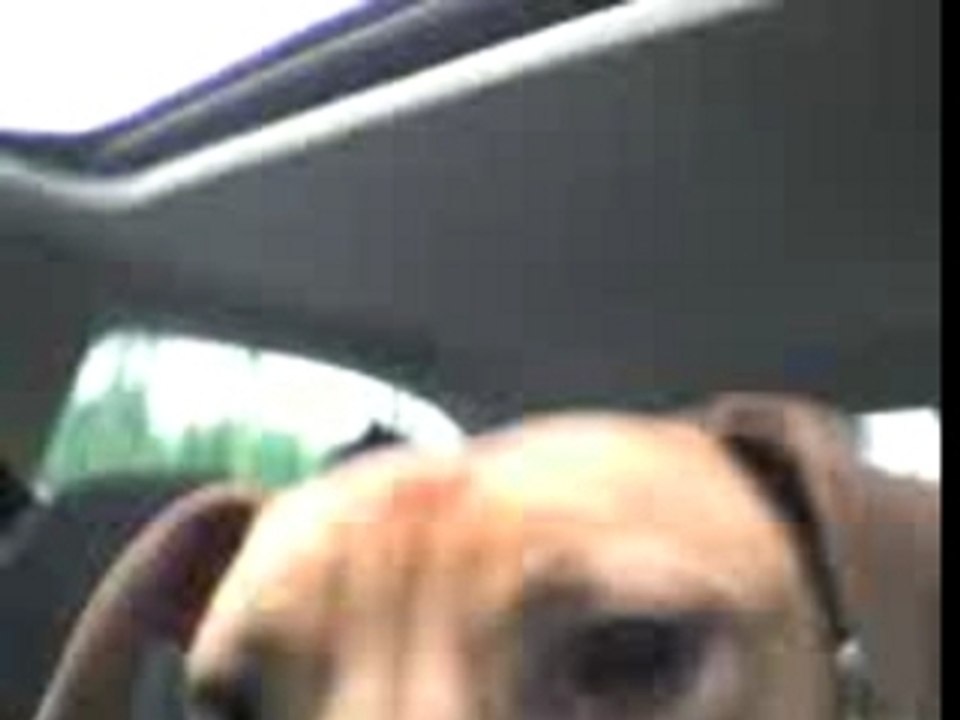 Tyson dans la voiture