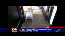 China: perro realiza curioso movimiento para sacarse el pañal