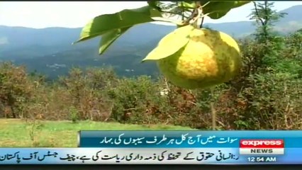 Apple in swat pakistan by sherin zada