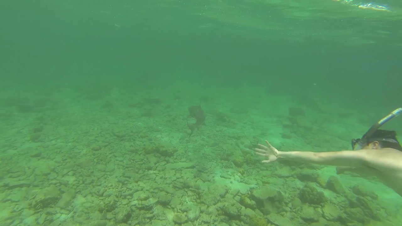 Requins à Ko Phi Phi