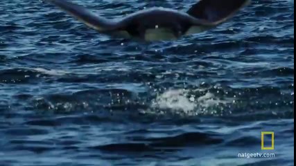 Bütün güzellikleri ile karayiplerde süzülen Vatoz'lar