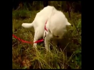 不良のような“にらみ”をきかせるネコ