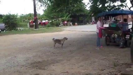 Kendini Acındıran Köpek Resmen Gerçek Gibi