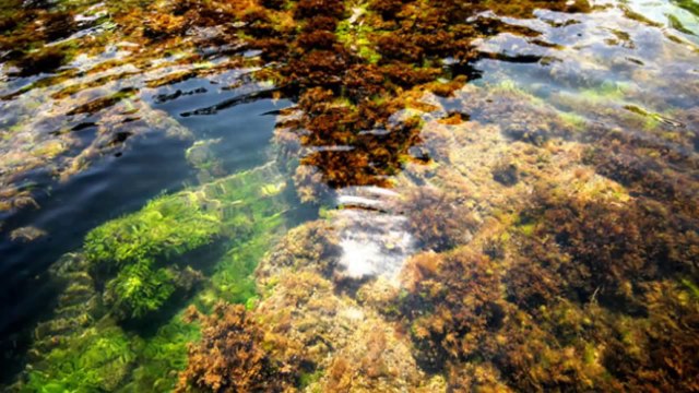 Şevval Sam-Oy Benum Sevdicegum