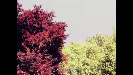 Derrière les arbres par Emmanuelle