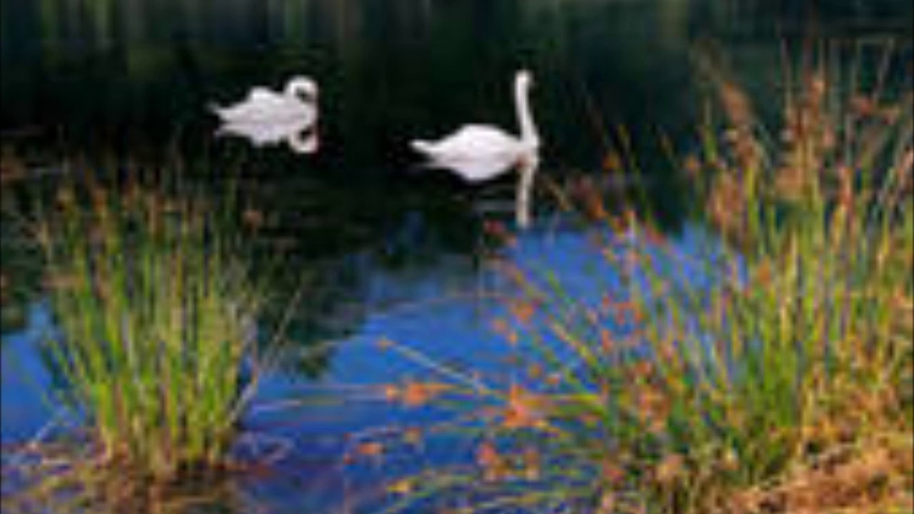 parade des cygnes