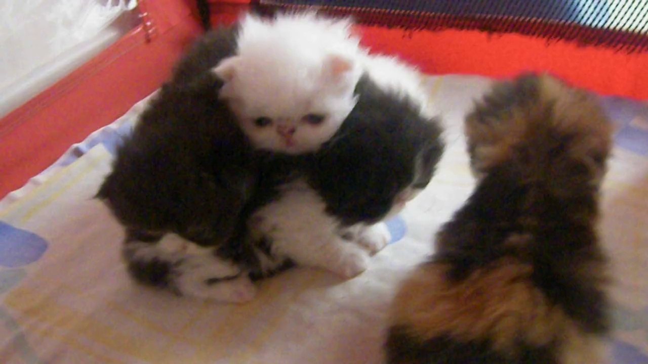 mes bébés trois semaines