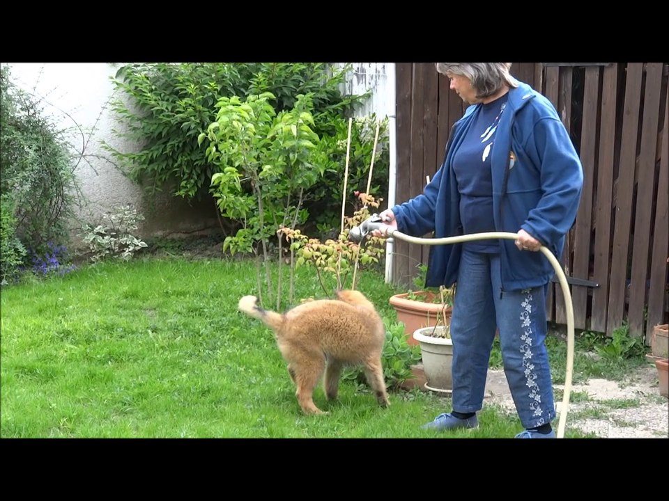 JEDAYE et le Serpent d'eau