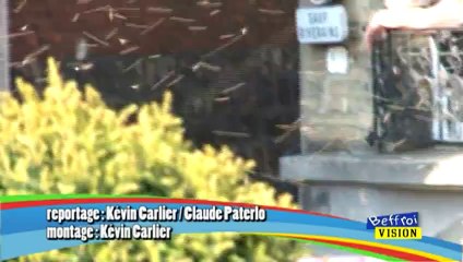 Un essaim d'abeilles en centre ville