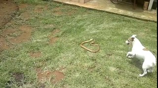 Köpek kobra yılanını böyle öldürdü! FM HABER