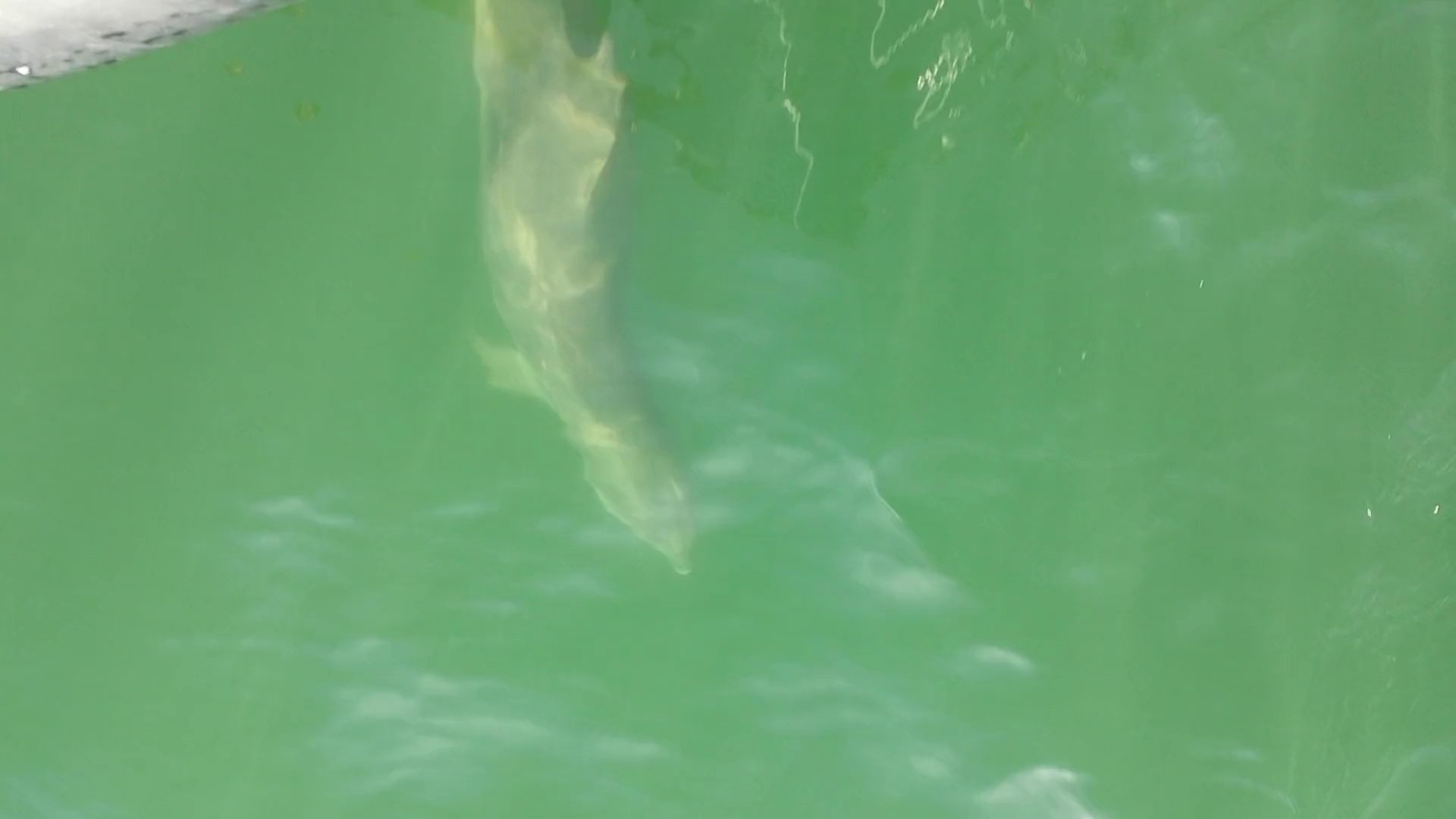 ⁣dolphins mouth of the shannon