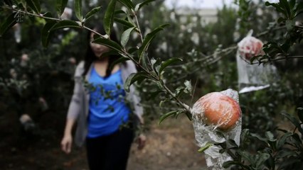 Series 13 -4 -New Secrets Of The Terracotta Warriors