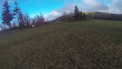 Gibs des Forêts Lacaunaises dressage sur perdreaux