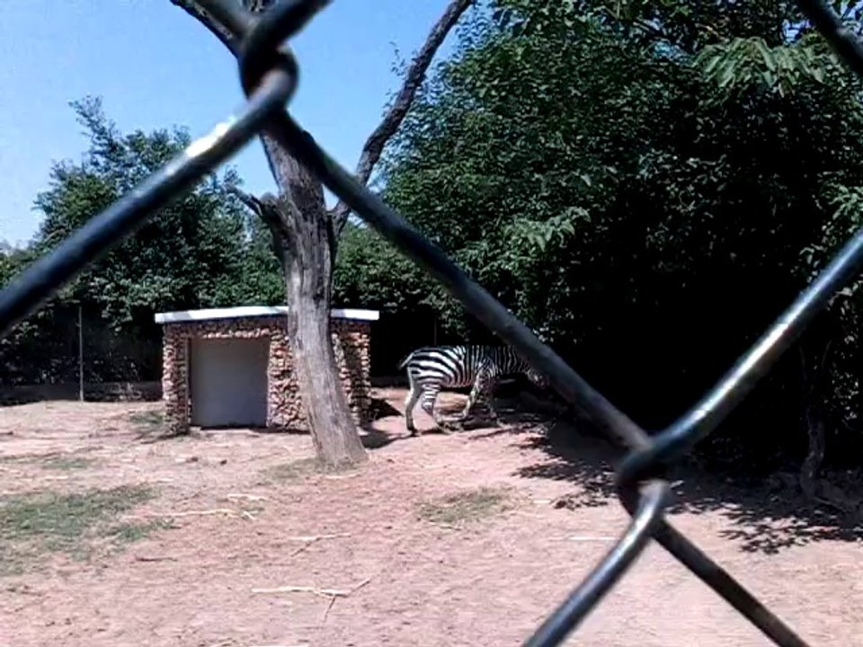 Call to Zebra