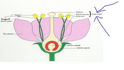 hz İsa nın doğumu, çiçek tohumları örneği sunumu