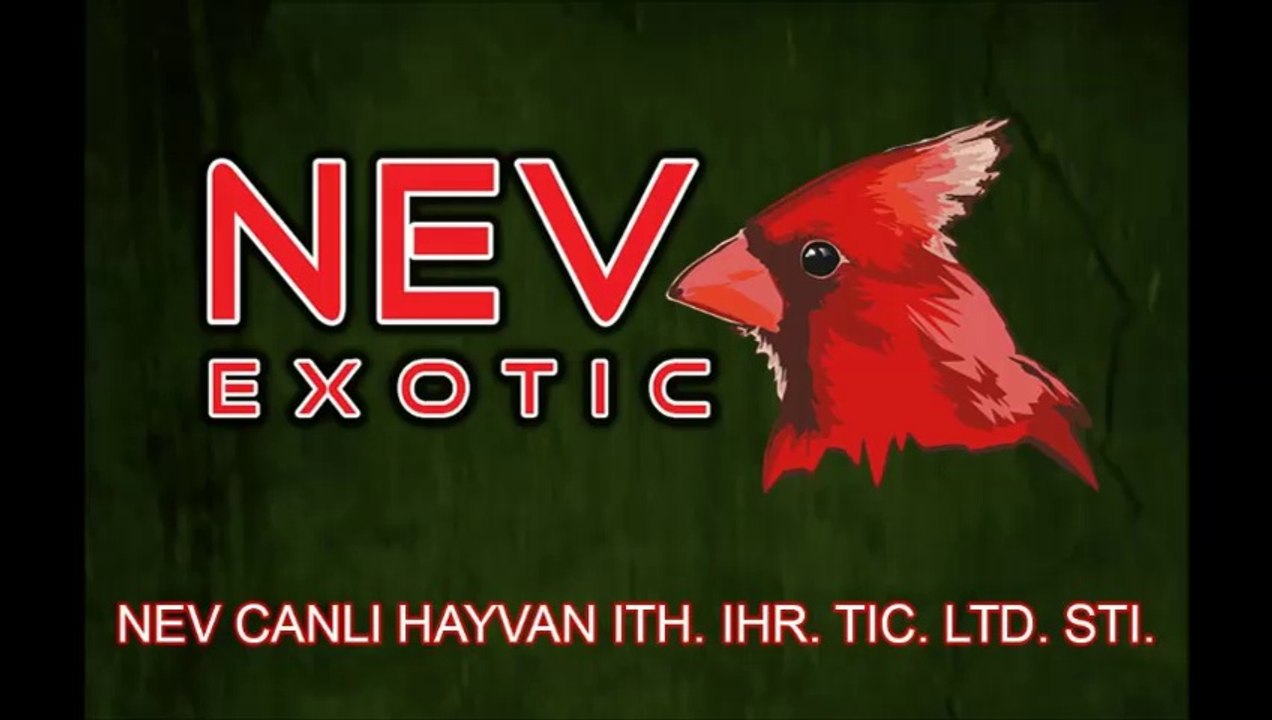 Nev Exotic (3)
