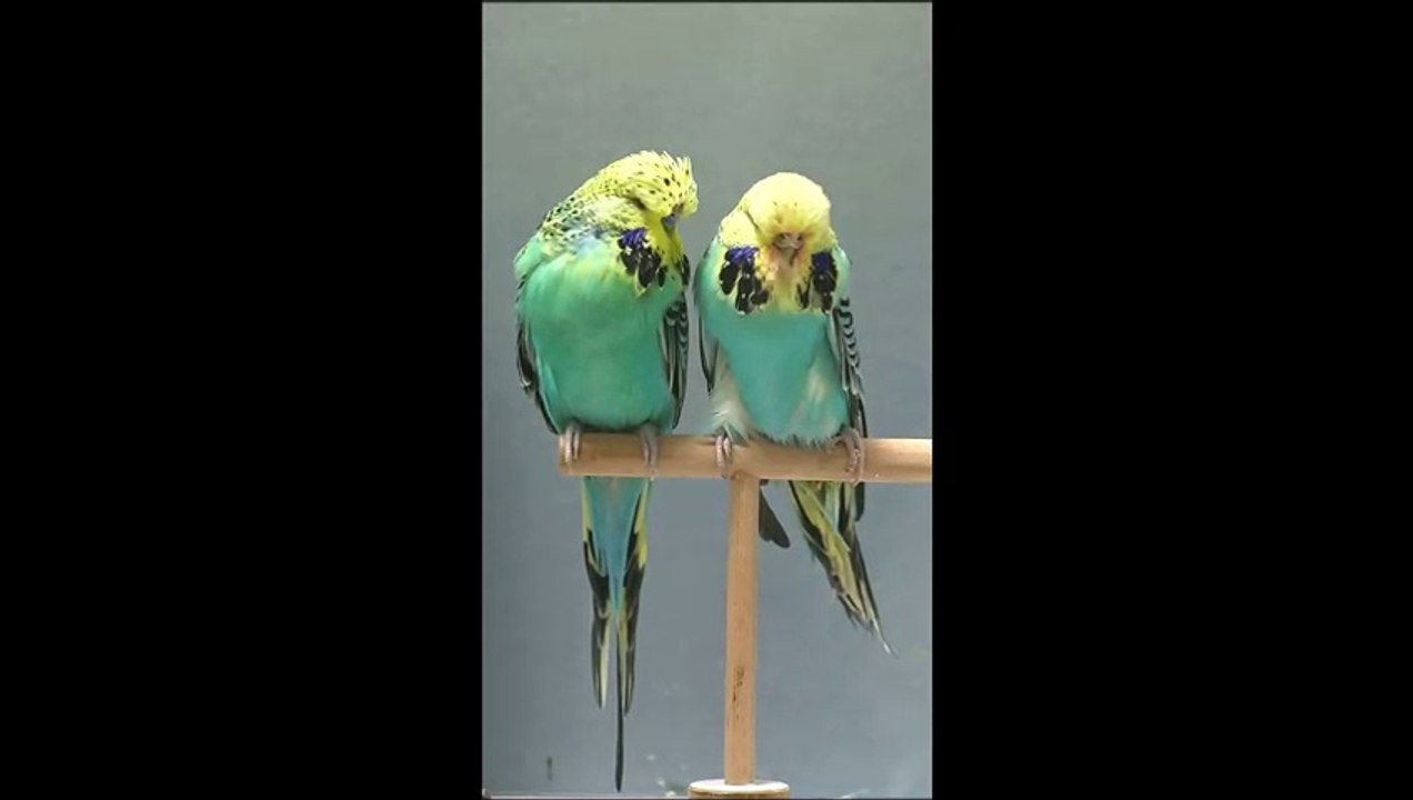 Nev Exotic (5)