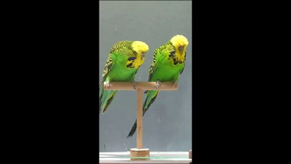Nev Exotic (15)