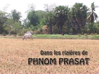 Les rizières de Phnom Prasat