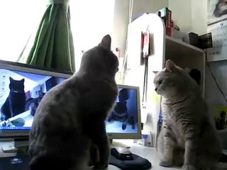 ハイタッチする猫