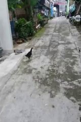 Terbaru 2014 Di Solo Ditemukan Ayam Aneh Yang Bulunya Terbalik _ Menjadi Tontonan Warga Sekitar-StandUp Comedy