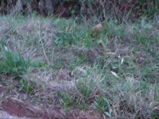 Avions 19 - Petit coucou 12 (avec sprint) - Janvier 2014