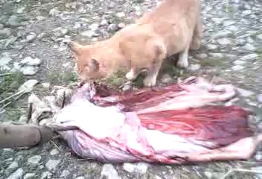 Chat qui mange une délivrance de jument