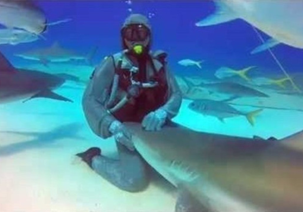 Diver Pets and Plays With Friendly Reef Shark