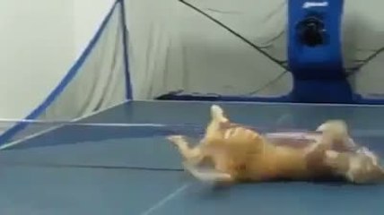 Ping Pong Cat