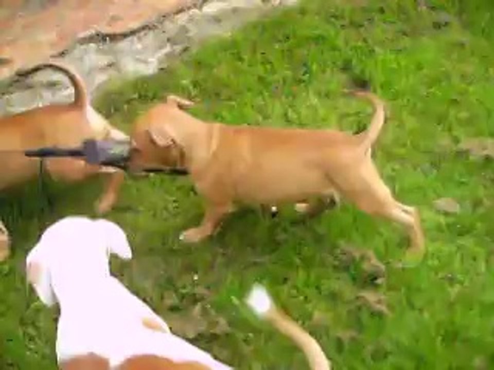 Joyce et ses 2 frères vidéo du 03.06.14...