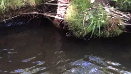 iphone5s　水中動画テスト 防水ケース