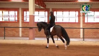 Cavalo Lusitano - Brasão E.C. - Coudelaria Lusobrasileira