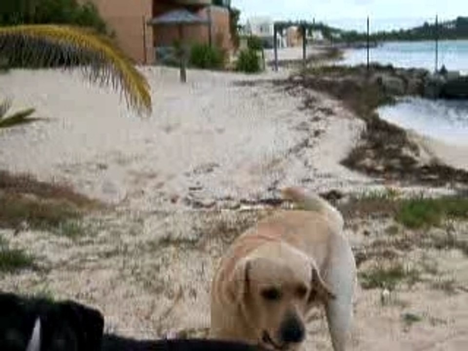 Mon chien ! El Niño Labrador