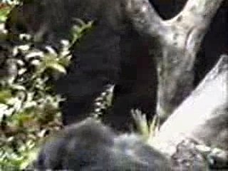 dans ton cul le singe !!!