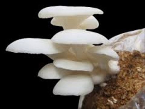 MUSHROOM PRODUCTION KI TIPS BY DR.ASHRAF SAHIBZADA
