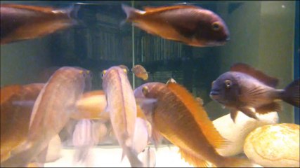 Erman - İlangi (June 2014)