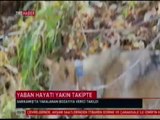 Sarıkamış'ta Bozayılara Uydu Vericisi Takıldı. TRT Haber